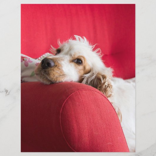 ecsオレンジと白チリン (正面)