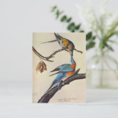 ectopistesのmigratorius (リョコウバト) ポストカード (スタンド正面)