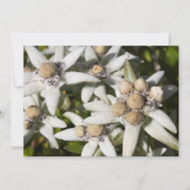 Edelweissの花の平らなサンキューカード サンキューカード