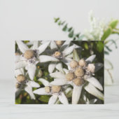 Edelweissの花の平らなサンキューカード サンキューカード (スタンド正面)