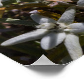 Edelweissポスター紙（マット） ポスター (角)