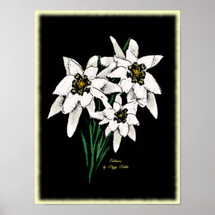 Edelweiss Artwork Print ポスター