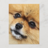 Edgrrr #1 ポストカード (正面)