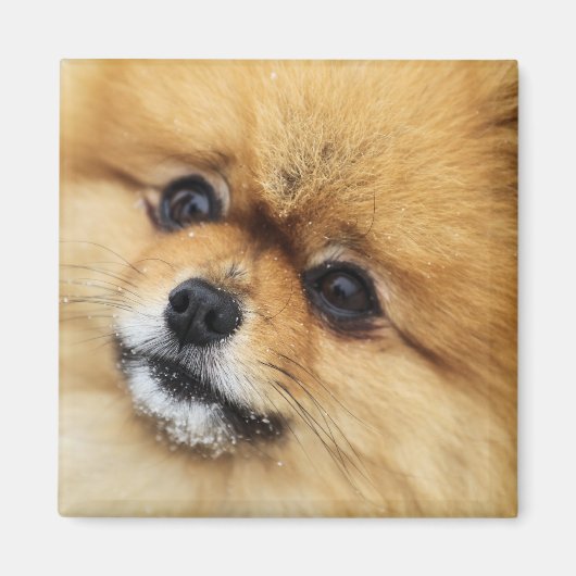 Edgrrr #1 マグネット (正面)