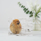 Edgrrr #3 -ポメラニア犬 ポストカード (スタンド正面)