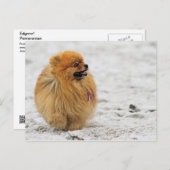 Edgrrr #3 -ポメラニア犬 ポストカード (正面/裏面)