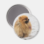 Edgrrr #3 -ポメラニア犬 マグネット (正面/裏面)