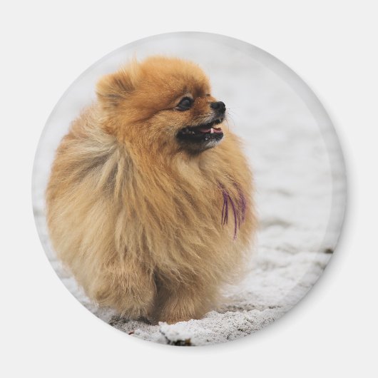 Edgrrr #3 -ポメラニア犬 マグネット (正面)