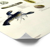 Edible Molluscs & Crustaceans Vintage Repro. Print ポスター (角)