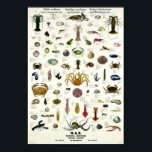 Edible Molluscs & Crustaceans Vintage Repro. Print ポスター<br><div class="desc">This product (from small to maximum size) is reproduced from a publication, advertisement or vintage print. The image has been cleaned, digitally enhanced and restored where necessary. Frame it and this would make a beautiful retro style room decoration in your dining area, kitchen, bar, cafe, restaurant, home theater, office or...</div>
