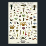 Edible Molluscs & Crustaceans Vintage Repro. Print ポスター<br><div class="desc">This product (from small to maximum size) is reproduced from a publication, advertisement or vintage print. The image has been cleaned, digitally enhanced and restored where necessary. Frame it and this would make a beautiful retro style room decoration in your dining area, kitchen, bar, cafe, restaurant, home theater, office or...</div>
