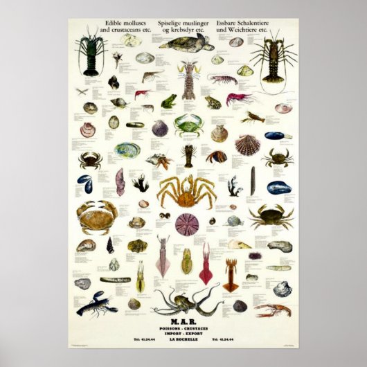 Edible Molluscs & Crustaceans Vintage Repro. Print ポスター (正面)