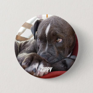 Editable Baby Pitbull Puppies 缶バッジ