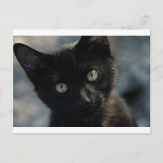 EEK黒猫怖い ポストカード (正面)