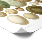 Eggs of European Birds 1800sヴィンテージポスター ポスター (角)