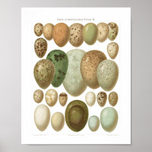 Eggs of European Birds 1800sヴィンテージポスター ポスター