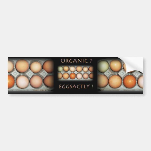 EGGSACTLY バンパーステッカー (正面)