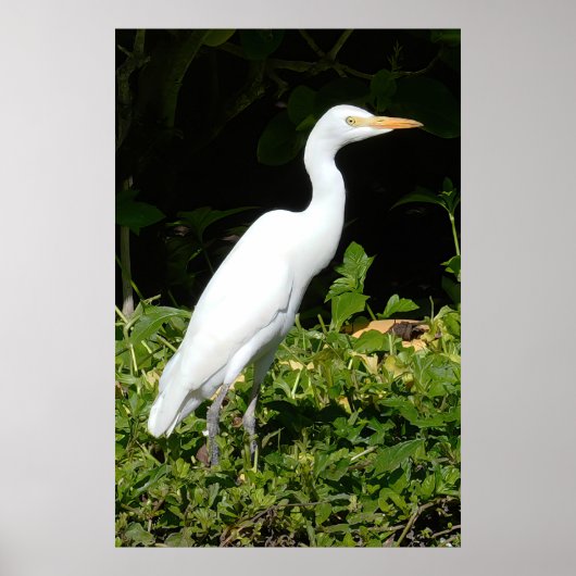 Egret Birdポスター ポスター (正面)