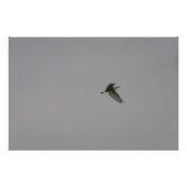 Egret In Flight フォトプリント (正面)
