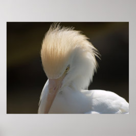Egret Looking You Poster ポスター