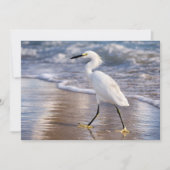 Egret on shoreline notecard (正面)