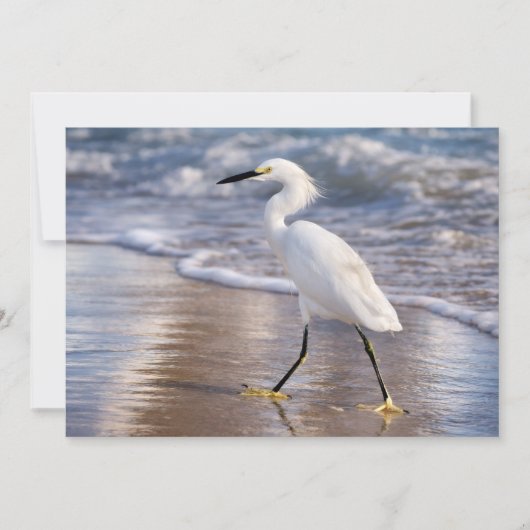 Egret on shoreline notecard (正面)