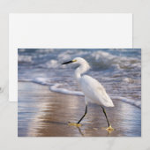Egret on shoreline notecard (正面/裏面)