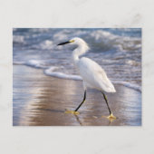 Egret on shoreline Photo Print ポストカード (正面)
