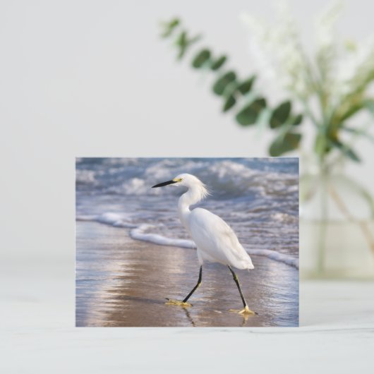 Egret on shoreline Photo Print ポストカード (スタンド正面)