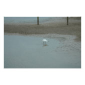 Egret Wading フォトプリント (正面)
