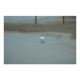 Egret Wading フォトプリント