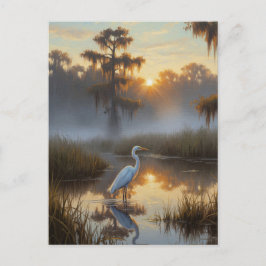 Egrets in Everglades National Park Morning ポストカード