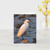 Egrettaのthula カード (黄色い花)