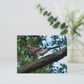 Eichelhäher ポストカード (スタンド正面)