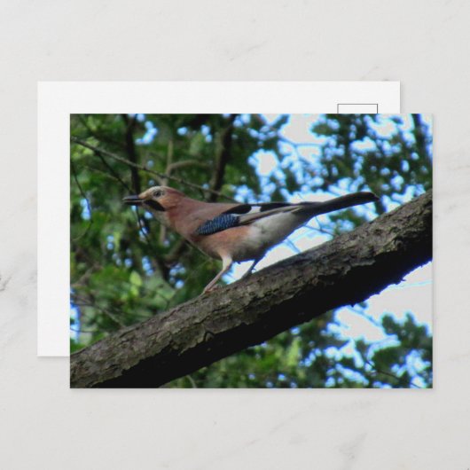 Eichelhäher ポストカード (正面/裏面)