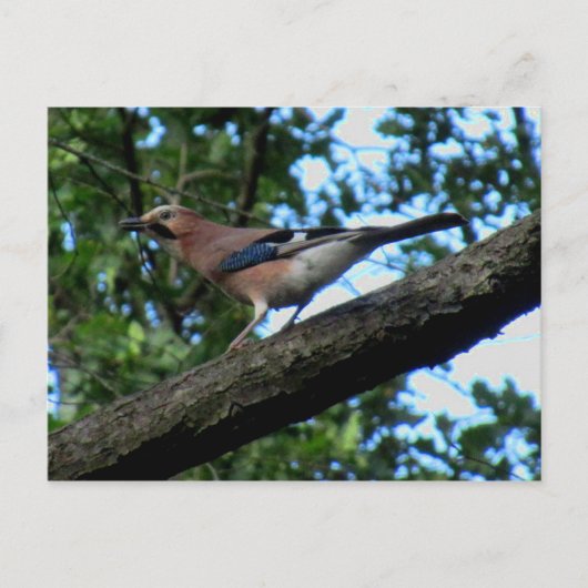 Eichelhäher ポストカード (正面)
