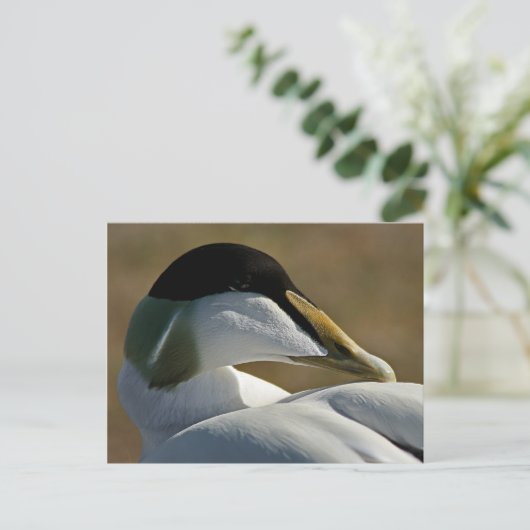 Eider ポストカード (スタンド正面)