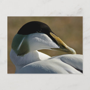 Eider ポストカード