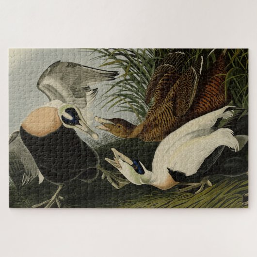 Eider Duck, Common Eider, Audubon Birds of America ジグソーパズル (横)