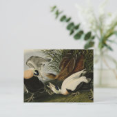 Eider Duck, Common Eider, Audubon Birds of America ポストカード (スタンド正面)