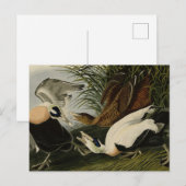 Eider Duck, Common Eider, Audubon Birds of America ポストカード (正面/裏面)