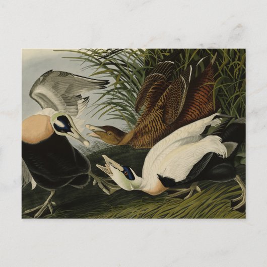 Eider Duck, Common Eider, Audubon Birds of America ポストカード (正面)