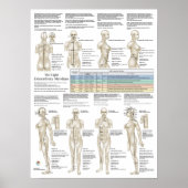 Eight Extra Acupuncture Extraordinary Meridians ポスター (正面)