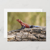 Eine Agama Mwanzae nimmt in Sonenbad ポストカード (正面/裏面)