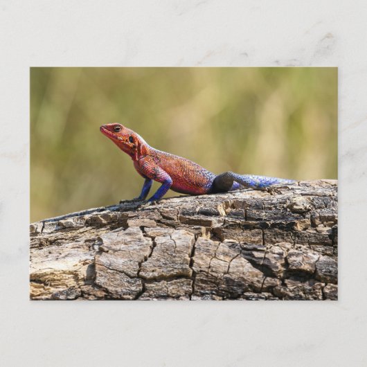 Eine Agama Mwanzae nimmt in Sonenbad ポストカード (正面)