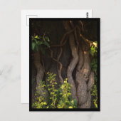 Eine alte Weinrebe umwächst einen Baum ポストカード (正面/裏面)