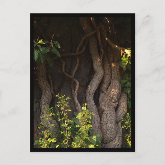 Eine alte Weinrebe umwächst einen Baum ポストカード (正面)