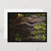 Eine alte Weinrebe umwächst einen Baum ポストカード (正面/裏面)