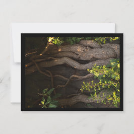 Eine alte Weinrebe umwächst einen Baum ポストカード