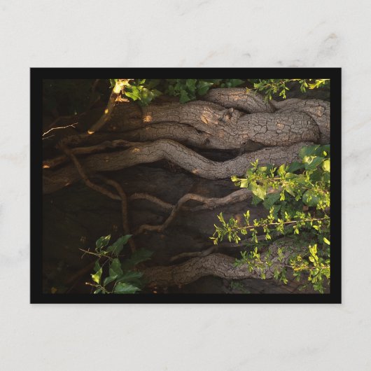 Eine alte Weinrebe umwächst einen Baum ポストカード (正面)